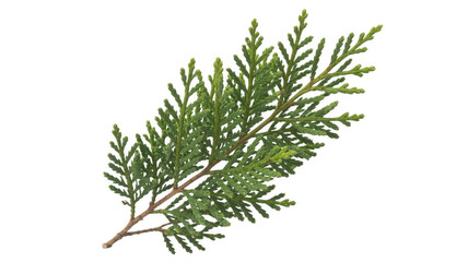 Green coniferous tree branch with needle-like leaves isolated on a transparent background