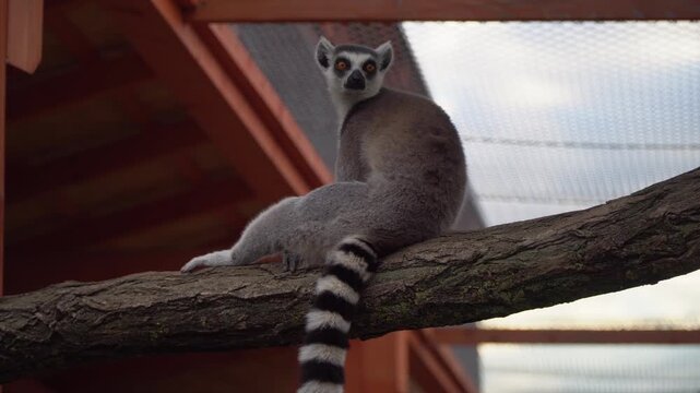 A ring-tailed lemur rests on a tree branch within a zoo enclosure, highlighting its striped tail and natural behavior in a conservation-focused exhibit.
