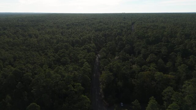 Dense pine forest canopy split by road stretches out toward horizon under soft daylight haze, backdrop, Blackwater River State Park Florida