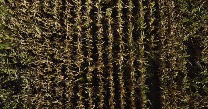 Aerial Top-down View Of Green Corn Fields Over Hassard Elevator In Monroe City, Missouri, USA.