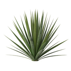 A realistic agave plant illustration detailed leaves organic shape on transparent background
