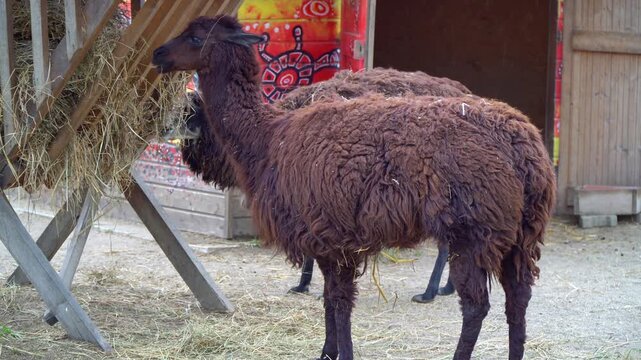 Close-up of llamas grazing on hay at a rural feeding station, set against a vivid, colorful background with traditional barn elements and wooden structures.