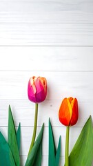 Two tulips, one pink-red, the other orange-red, stand on white wooden surface with leaves
