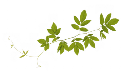 Green leaves on a vine branch plant nature isolated on a transparent background