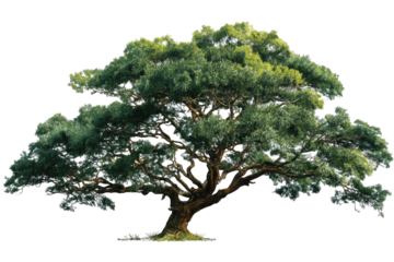 Lush green tree with thick, branching trunk
