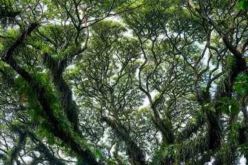 Obraz premium Towering canopy of an ancient giant rain tree with twisting branches and dense green leaves, forming a natural cathedral that evokes timeless strength, growth, and tropical forest serenity.