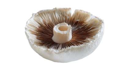White button mushroom displayed individually emphasizing crisp texture, organic freshness, and culinary appeal isolated on transparent background PNG