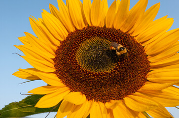 sunflower with bee