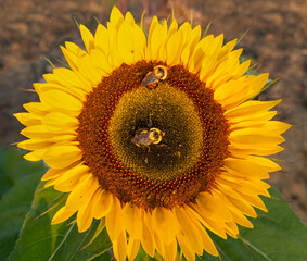 sunflower with bees
