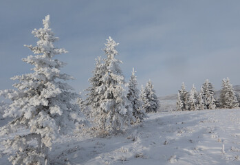 snow covered spruce trees