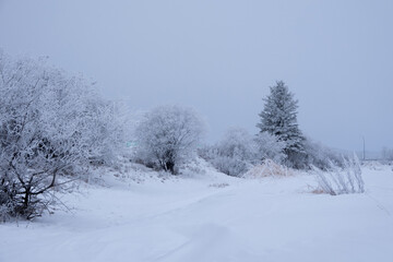 frosty snow covered trees
