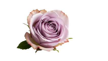 A beautiful light purple rose isolated on transparent background