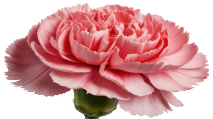 Large pink peony flower close-up isolated on a transparent background