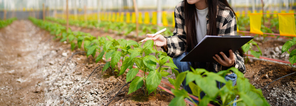 agriculture and greenhouse with plant production for harvest, crops or food. Female person, farmer or monitoring natural growth for sustainability, conservation or agro business in farm