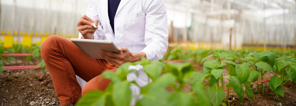 Agricultural developer handsome man trying different apps on tablet computer for advanced chemical inspection of greenhouse farm. Organic plantation. Greenery. - Powered by Adobe