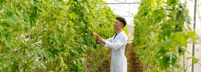 man in a white coat and glasses checks the ripeness of a large, bitter melon while holding it. The eggplant hangs on a plant in a greenhouse during the day.