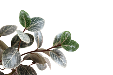 a plant with green leaves on a pink and white background