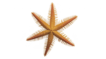Orange starfish with spines sea star isolated on a transparent background