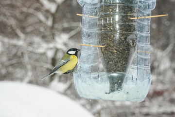  A titmouse feeds on seeds in a feeder made from plastic bottles. © Борис Бондарчук