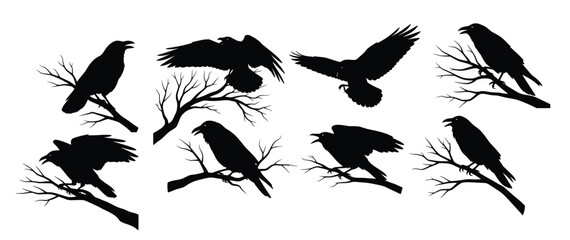 Obraz premium black silhouettes of ravens on branches 