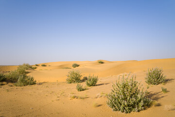 Golden sand dunes dotted with clusters of hardy green bushes stretch beneath a vast, clear blue sky in the Thar Desert near Jaisalmer, India. The scene is sunlit, dry, and expansive with soft shadows