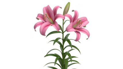 Pink Lily Flowers plant floral isolated on a transparent background