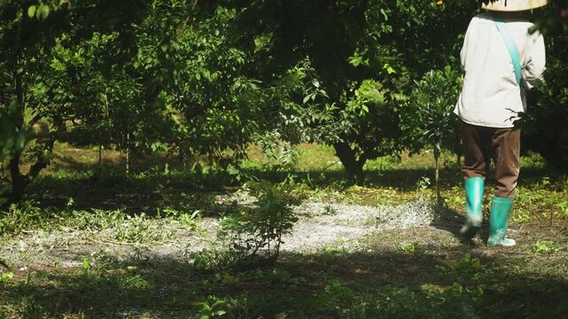 Limestone topography and lush plum plantations at MoCha Farm. Showcasing sustainable highland agriculture and the natural beauty of Moc Chau, Son La in northern Vietnam.
