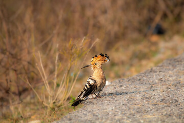 Eurasian Hoppoe © Adhish