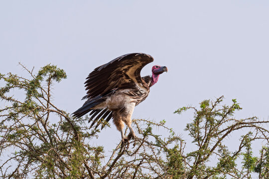 lappet-faced vulture or torgos tracheliotos perched in thorn bush at serengeti national park tanzania