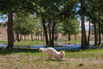 A dog white swiss shepherd plays with a stick on the river bank in poplar grove.