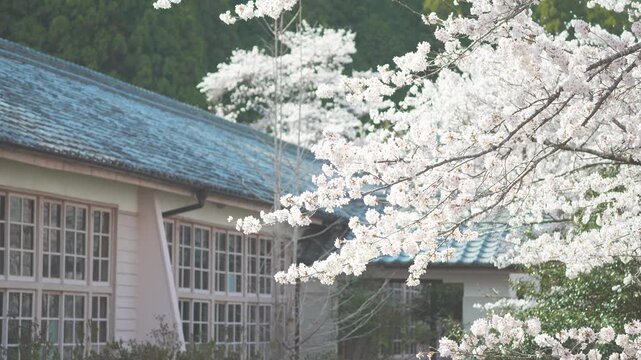 木造校舎と桜吹雪【三重県熊野市立神上小中学校　休校中・一般公開】