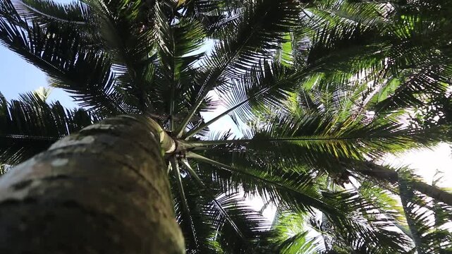 Coconuts Tree. Bottom to top coconut tree 