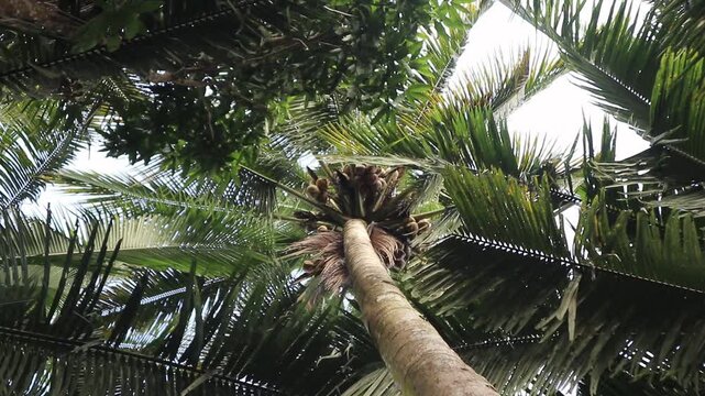 Coconuts Tree. Bottom to top coconut tree 