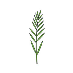 Fototapeta premium Detailed green leafy sprig with linear arrangement and sharp edges isolated on white background