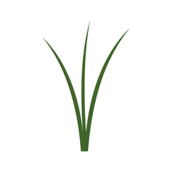 Obraz premium Three dark green blades of grass, simple nature illustration isolated on white background