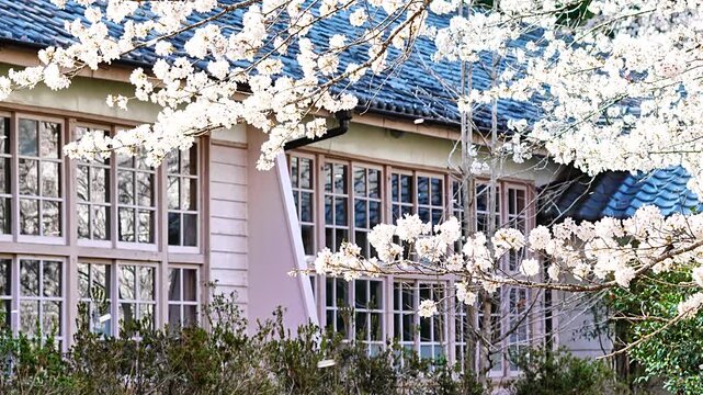 木造校舎と桜 スローモーション【三重県熊野市立神上小中学校　休校中・一般公開】	