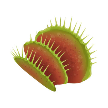 Two vivid venus flytrap leaves in detailed illustration isolated on white background