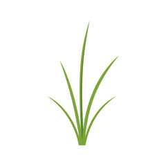 Fototapeta premium Vibrant green grass tuft isolated on white background