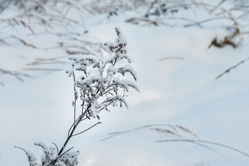 Frozen grass covered with hoarfrost in snow meadow.