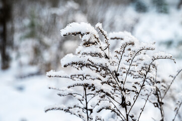 Frozen grass covered with hoarfrost in snow meadow.