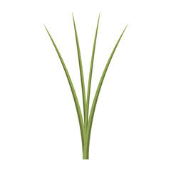 Stylized green grass blades emerging from a central base, upward growth isolated on white background