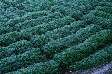 Close up of carrot field