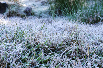 Frozen grass in Ooty, India