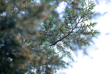Branches of a tree in the sky