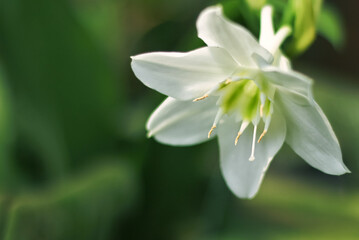 Fototapeta premium amazon lily or amazon star lily flower has white petal. amazon lily flower grow and bloom in nature. amazon lily flower has botany name Eucharis amazonica from Amaryllidaceae