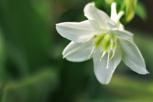 amazon lily or amazon star lily flower has white petal. amazon lily flower grow and bloom in nature. amazon lily flower has botany name Eucharis amazonica from Amaryllidaceae