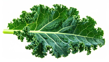 A close-up of a single, vibrant green kale leaf on a white background