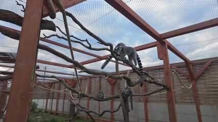 A group of ring-tailed lemurs climbs and rests on wooden branches in a zoo enclosure, showcasing their social behavior under a partly cloudy blue sky.