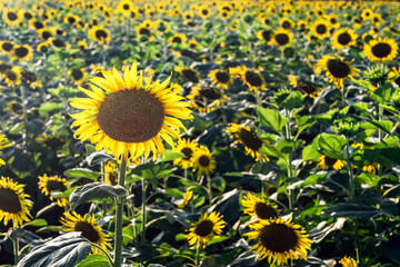 Fototapeta premium Agricultural field with yellow sunflowers. Field of sunflower bloom in rural area. Bright sunny flower. farming, vegetable garden, field, growing seeds for oil. health benefits, farmland, agrarian
