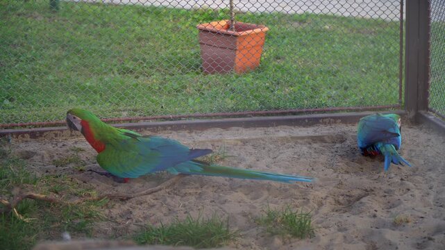 A pair of vibrant green-winged macaws display natural behaviors on a sandy enclosure floor, showcasing their vivid feathers in a tropical zoo setting.
